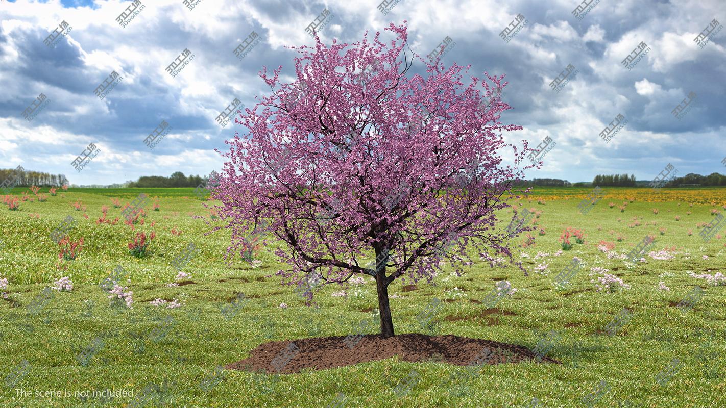 images/goods_img/2021040161/3D model Flowering Cherry Tree/1.jpg